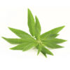 Cidron<br><span class=