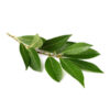 Laurel<br><span class=