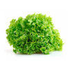 Lechuga Crespa<br><span class=