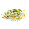 Manzanilla<br><span class=