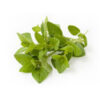 Orégano Fresco<br><span class=